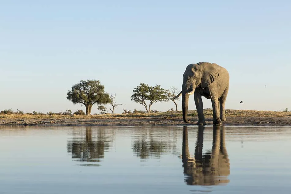 An elephant drinking at the edge of a still waterhole at dusk, mirrored in the water, with flat-topped trees on the far bank.