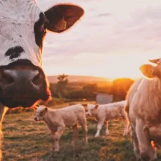A close-up of a black and white cow with a sunset backdrop, surrounded by calves in a lush green field.
