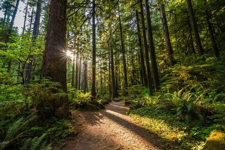 Sunlight streaming between tall conifers onto a fern-lined forest trail.